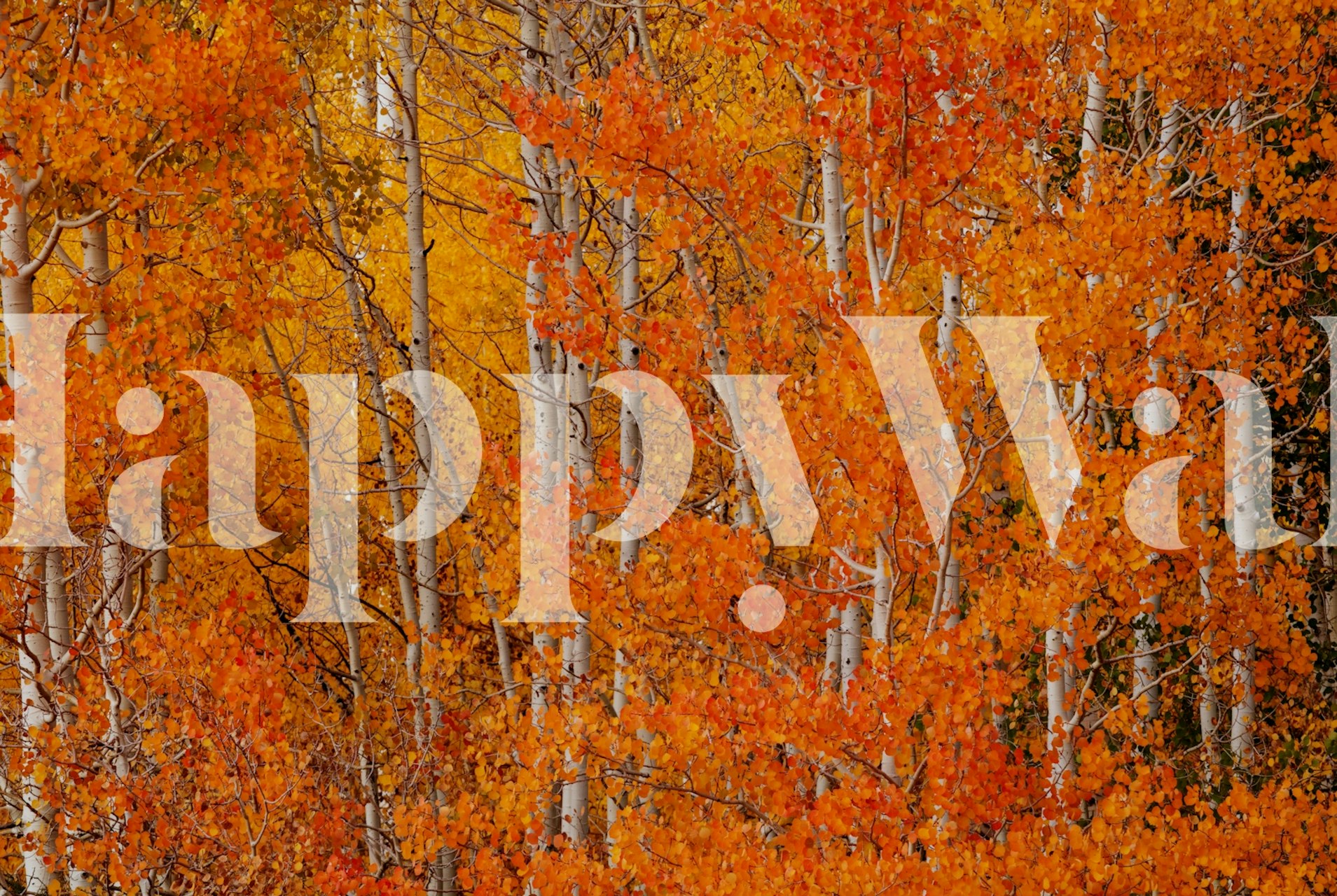 Red Orange Delight behang weergegeven in een kamer