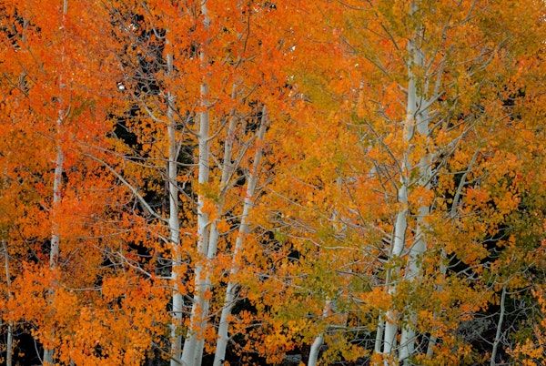 Red Orange Delight 2