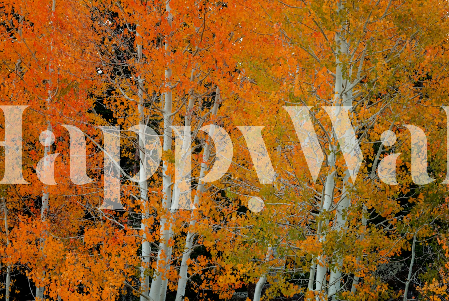 Bright orange and red floral patterns on white wallpaper