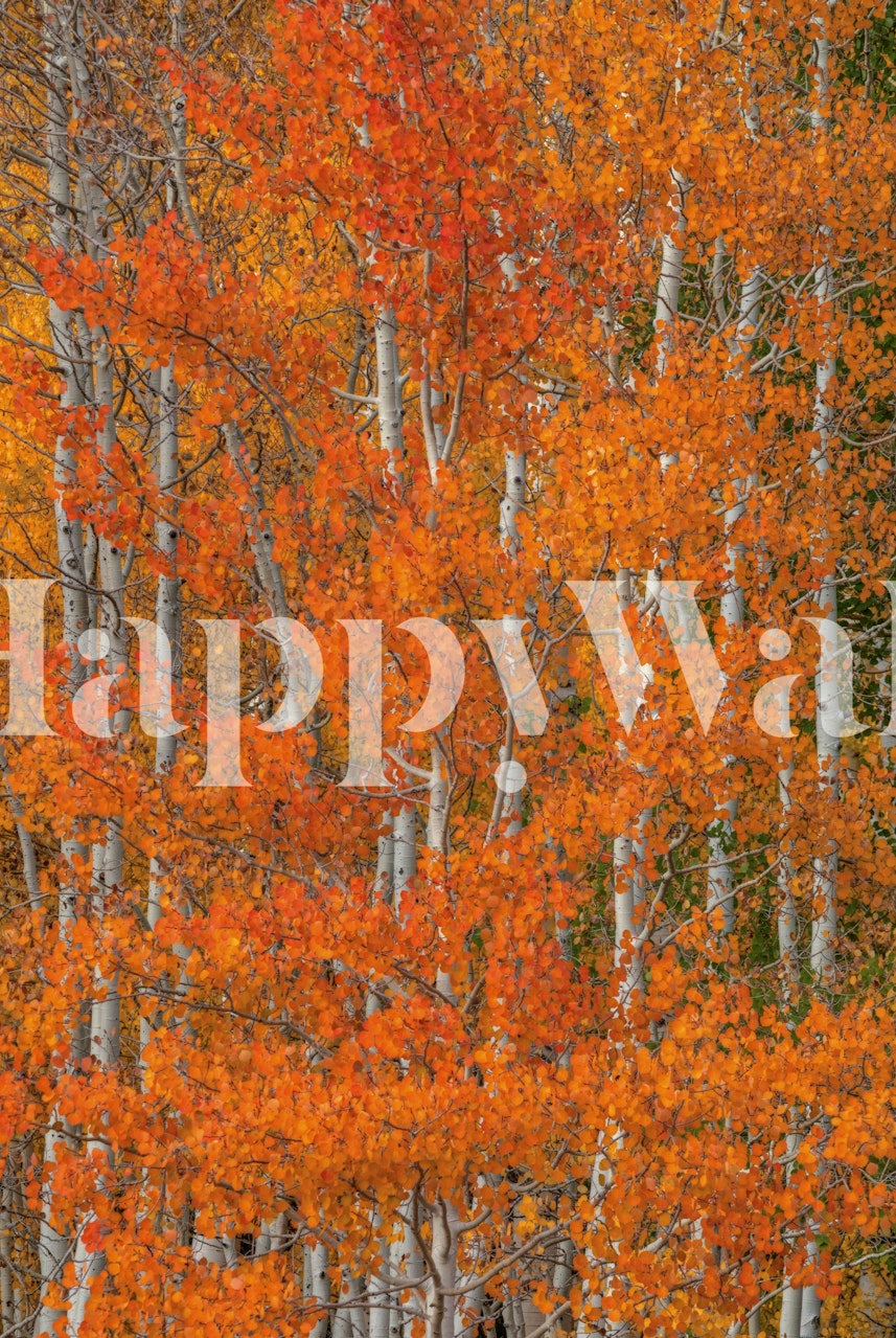 Red Orange Delight wallpaper in a room