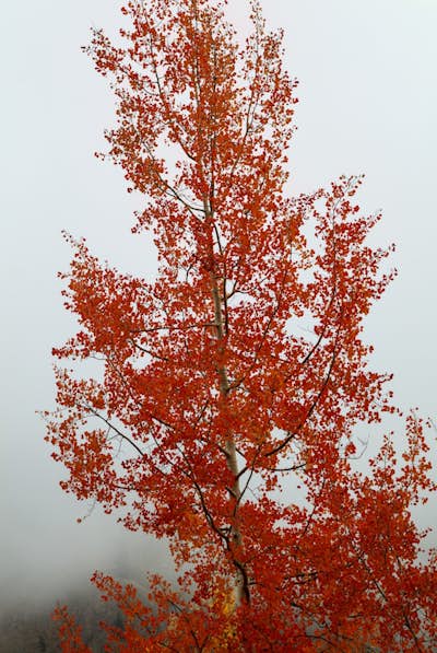 Τοιχογραφία