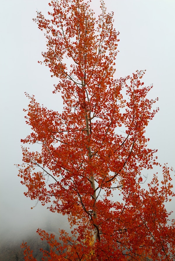 Red Orange Transformation 1