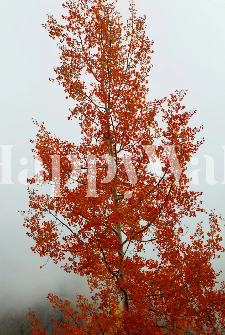 Red Orange Transformation tapet i ett rum