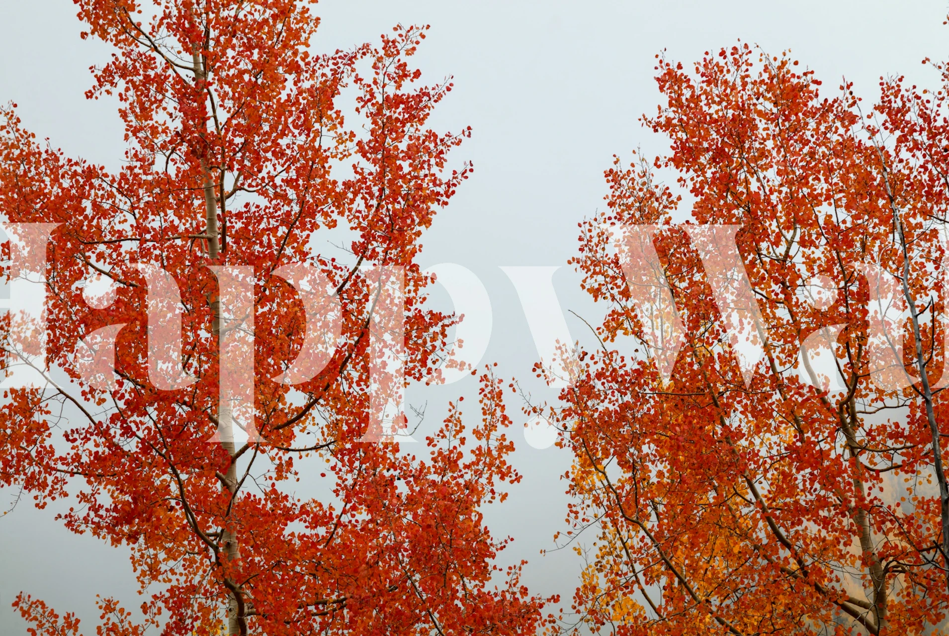 Red ja oranssi tapetti huoneessa