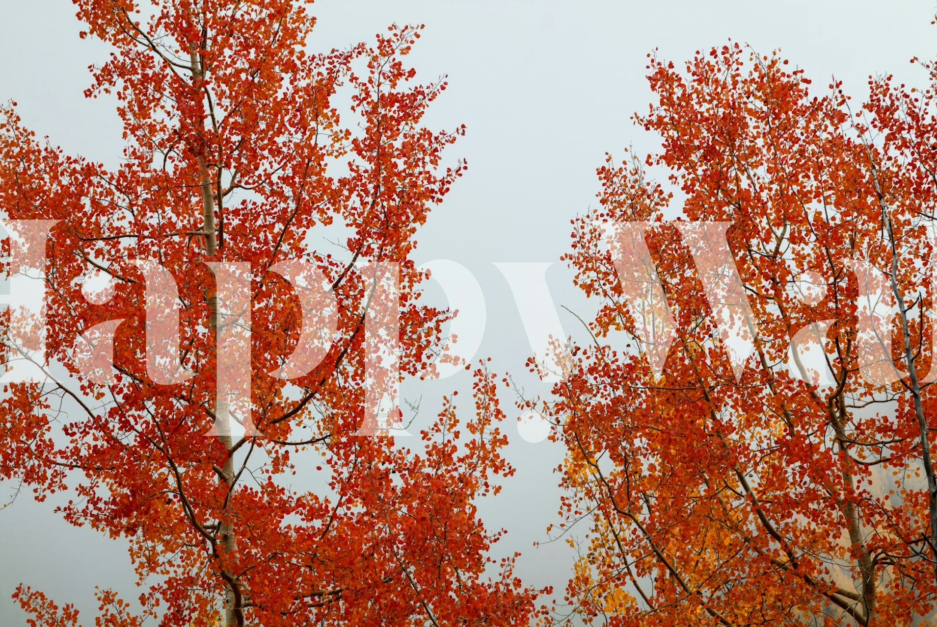 Red og orange tapet i et rum