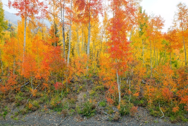 Showing Their True Colors 1