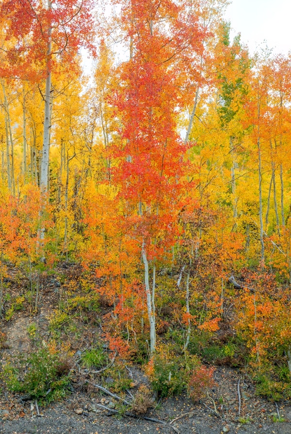 Showing Their True Colors 2