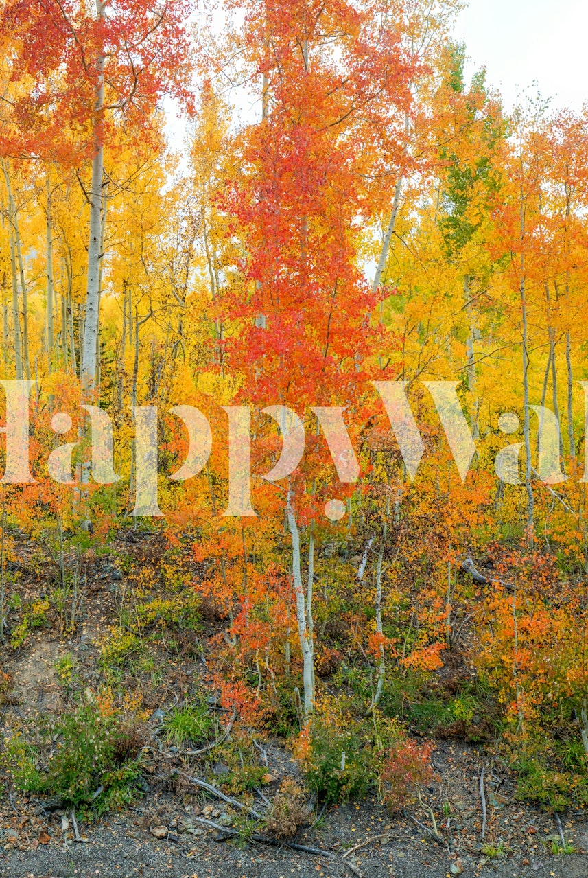 Colorful autumn trees in shades of orange, yellow, and red wallpaper