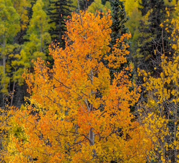 Standing Out In A Crowd 1