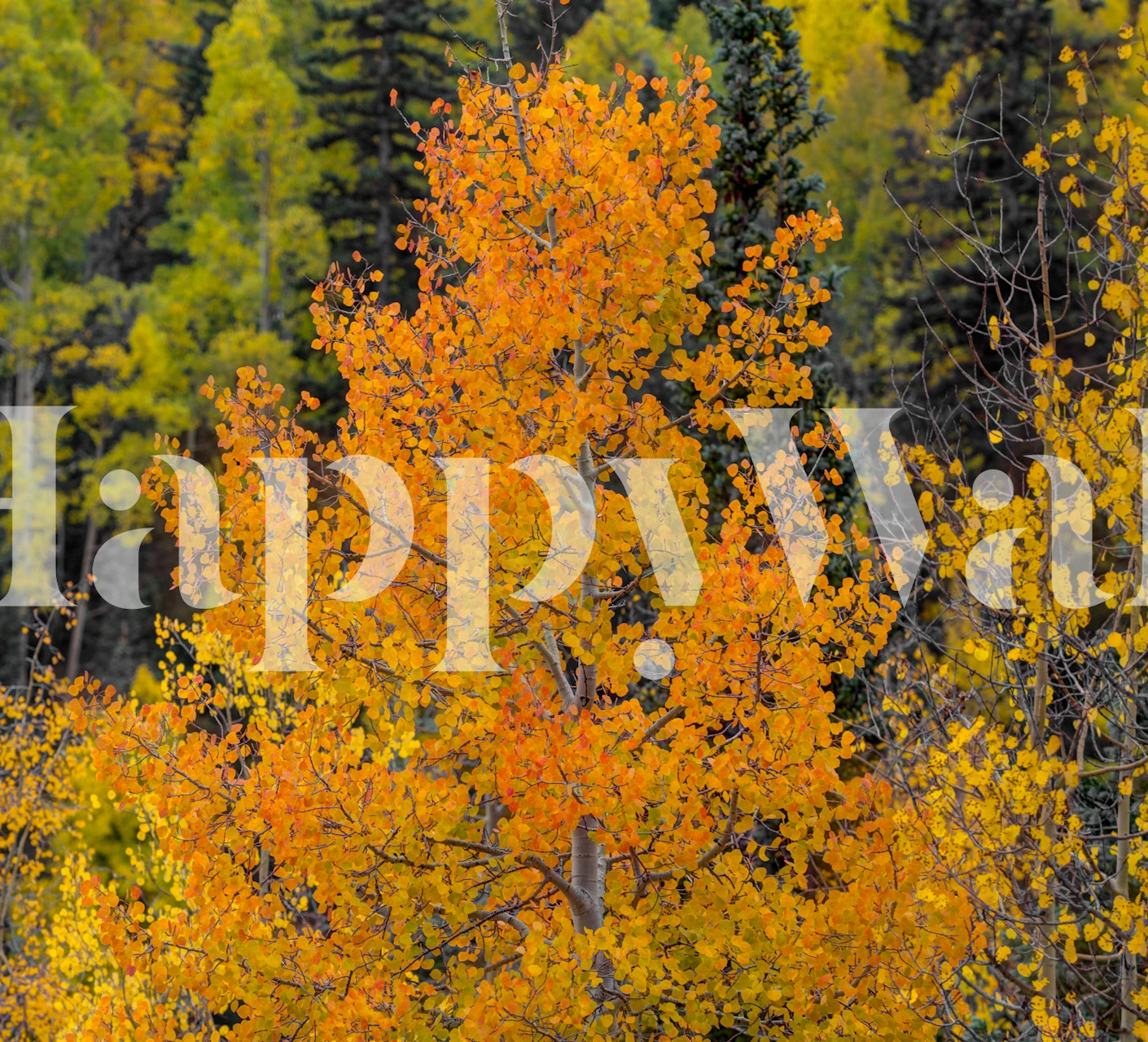 Vibrant orange and yellow autumn tree wallpaper