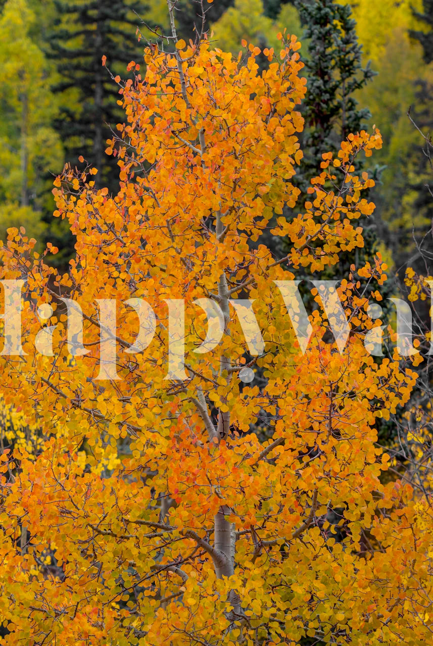 Bright yellow and orange floral pattern wallpaper