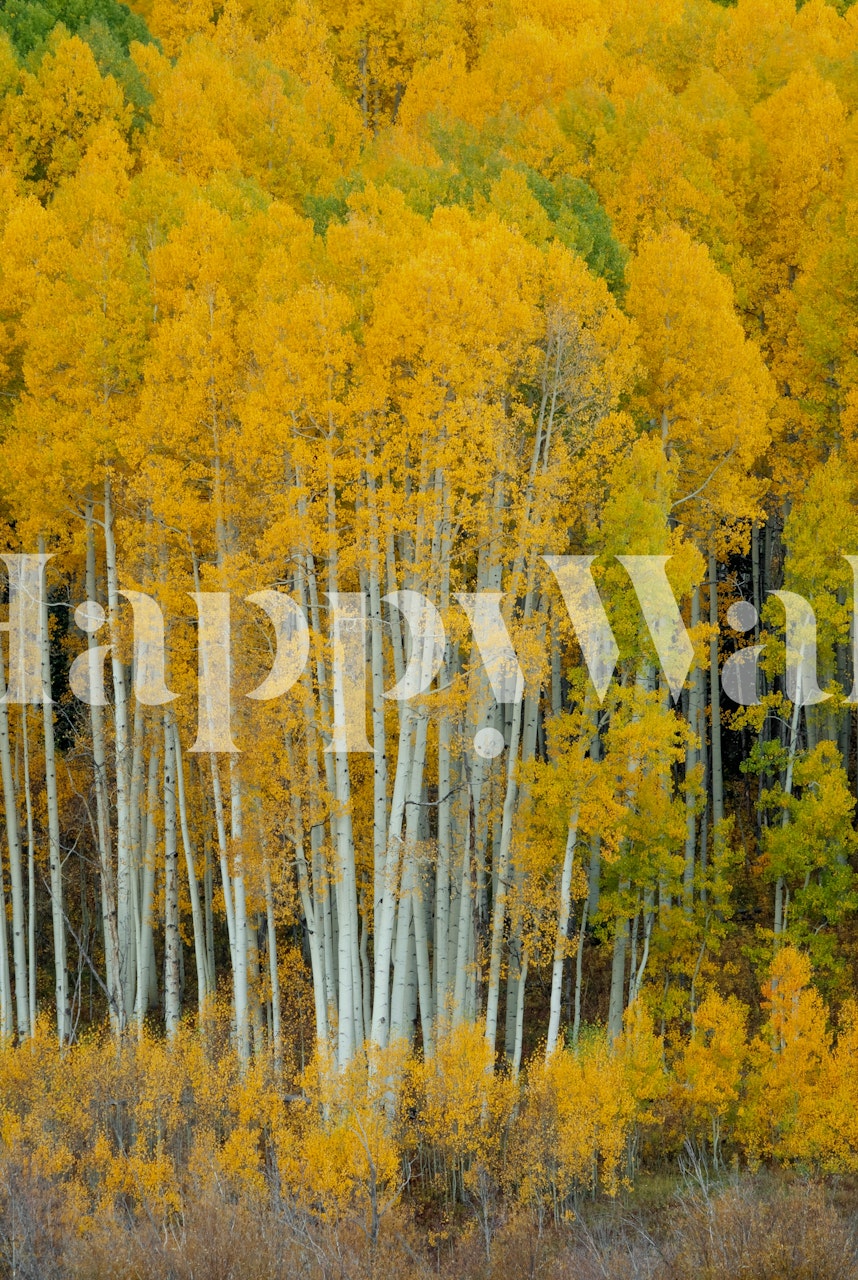 Yellow trees with white trunks forest wallpaper