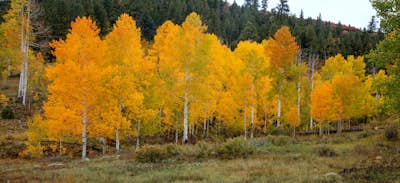Τοιχογραφία