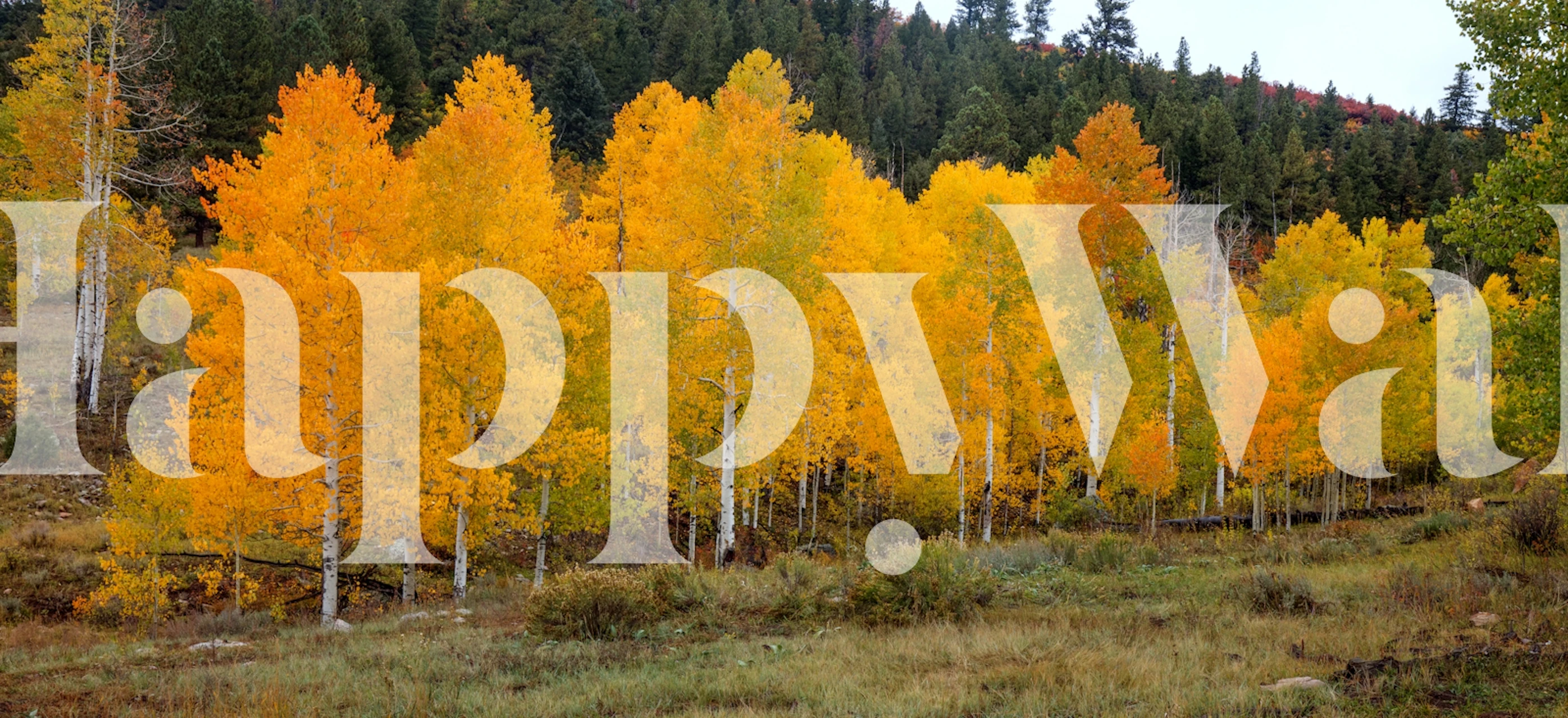 Diseño de papel tapiz Vivid Aspens 1 en una habitación