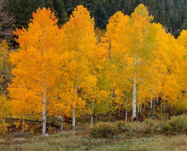 Vivid Aspens 2