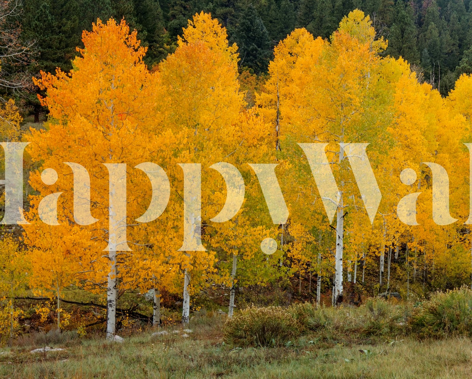 Vivid aspen trees wallpaper design in a room