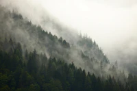Misty Mountainside papiers peint