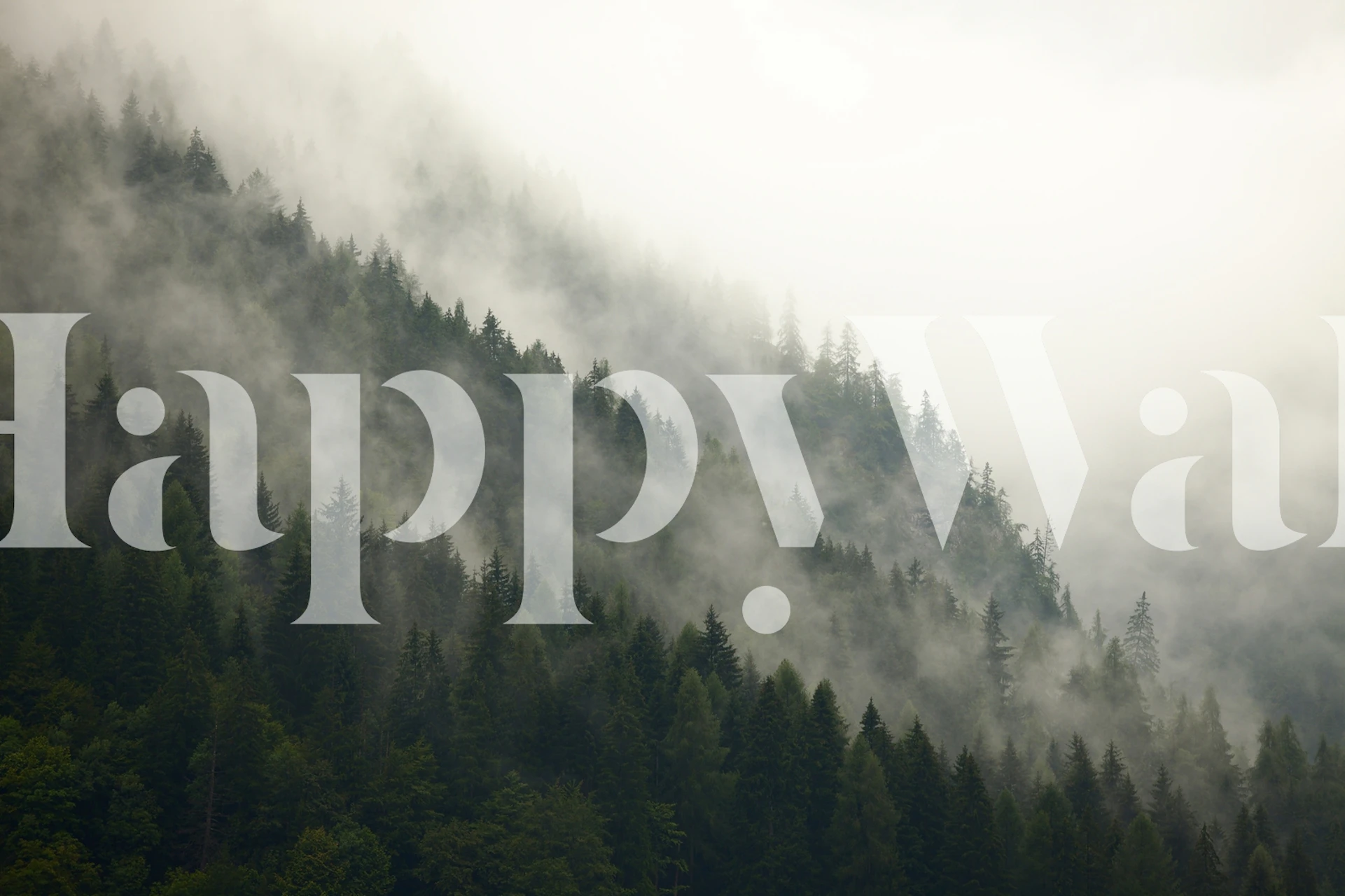 Misty forest landscape with green trees and fog wallpaper