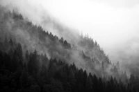 Mountain Mist Monochrome papiers peint