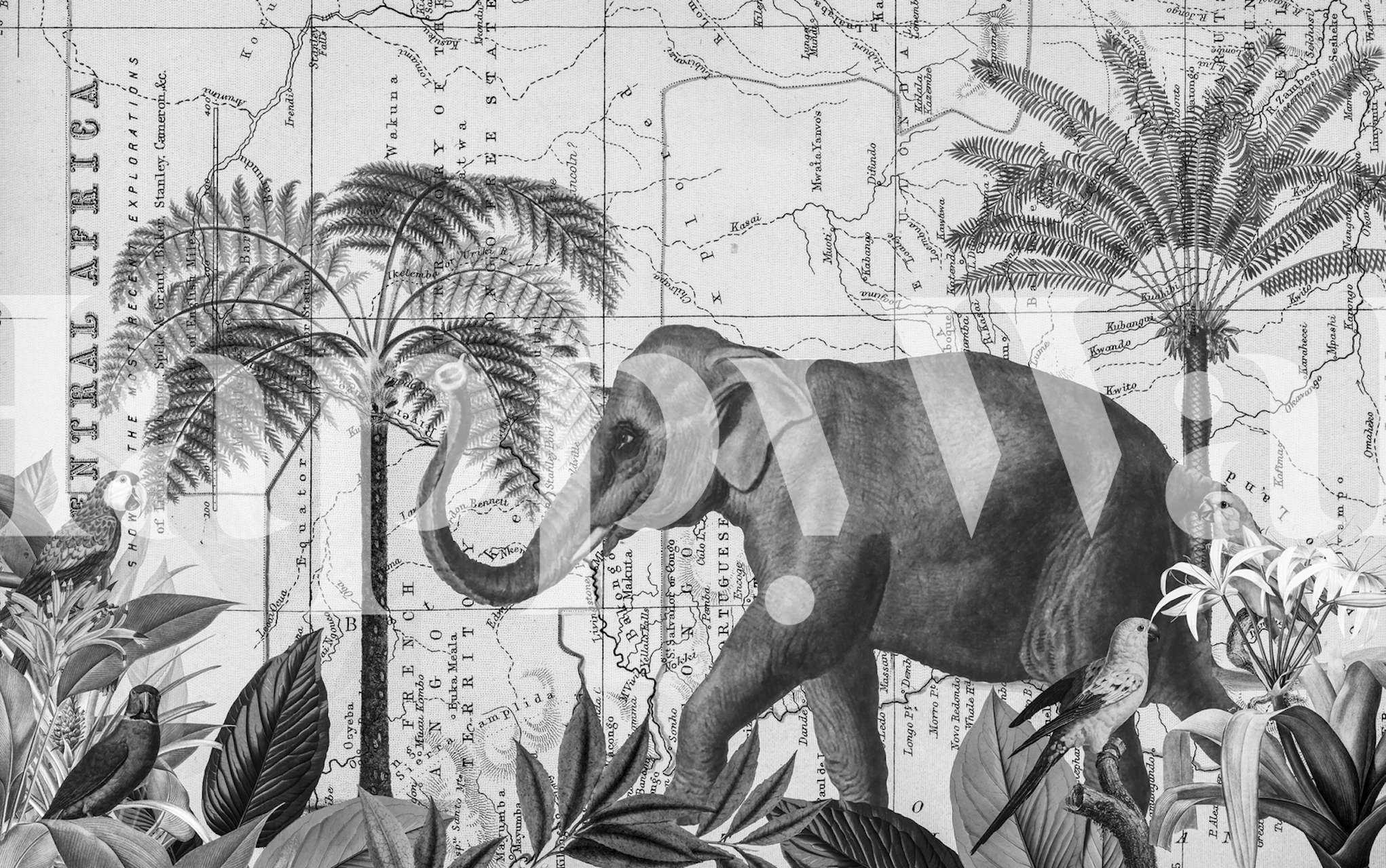 Mural de parede Elefante africano monocromático na selva