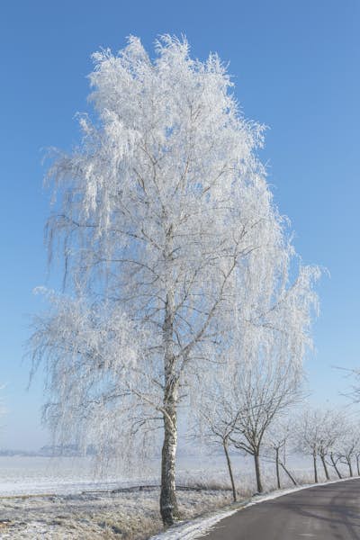 Τοιχογραφία