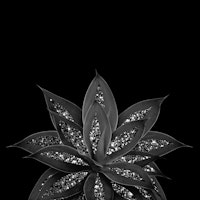 Gray Agave Silver Glitter 2 tapet