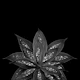 Gray Agave Silver Glitter 2