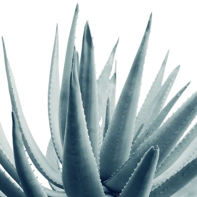 Τοιχογραφία