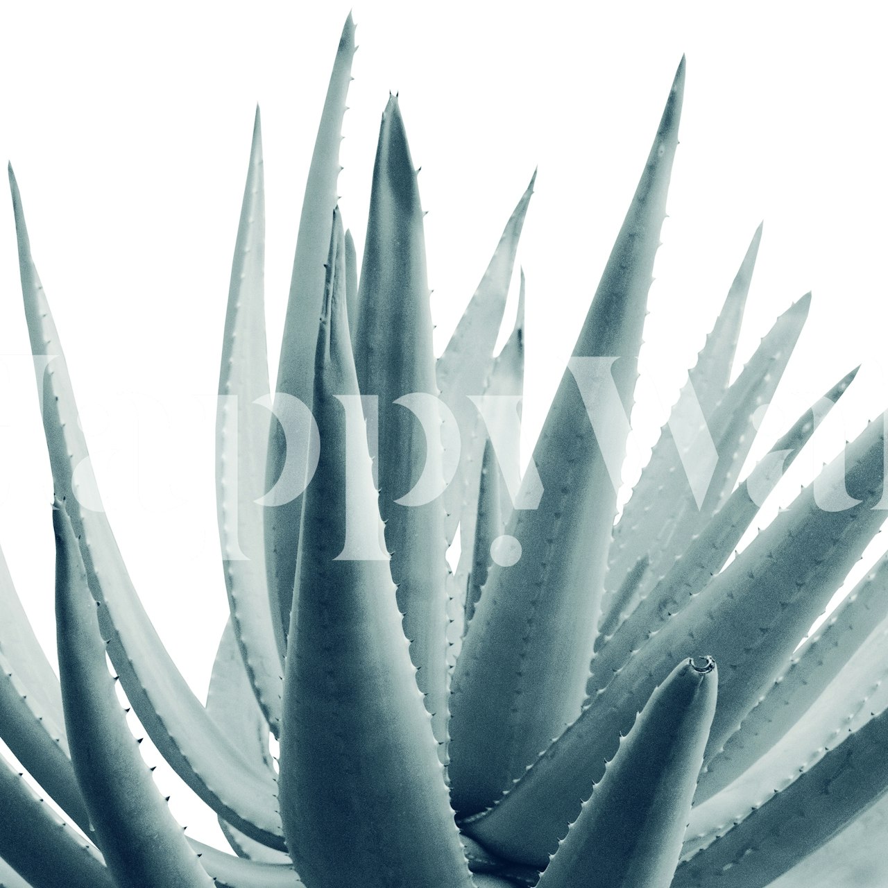 Papier peint Agave Blue Vibe 1 affiché dans une pièce