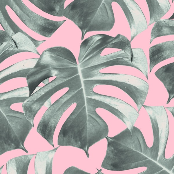 Tropical Monstera Leaves 10