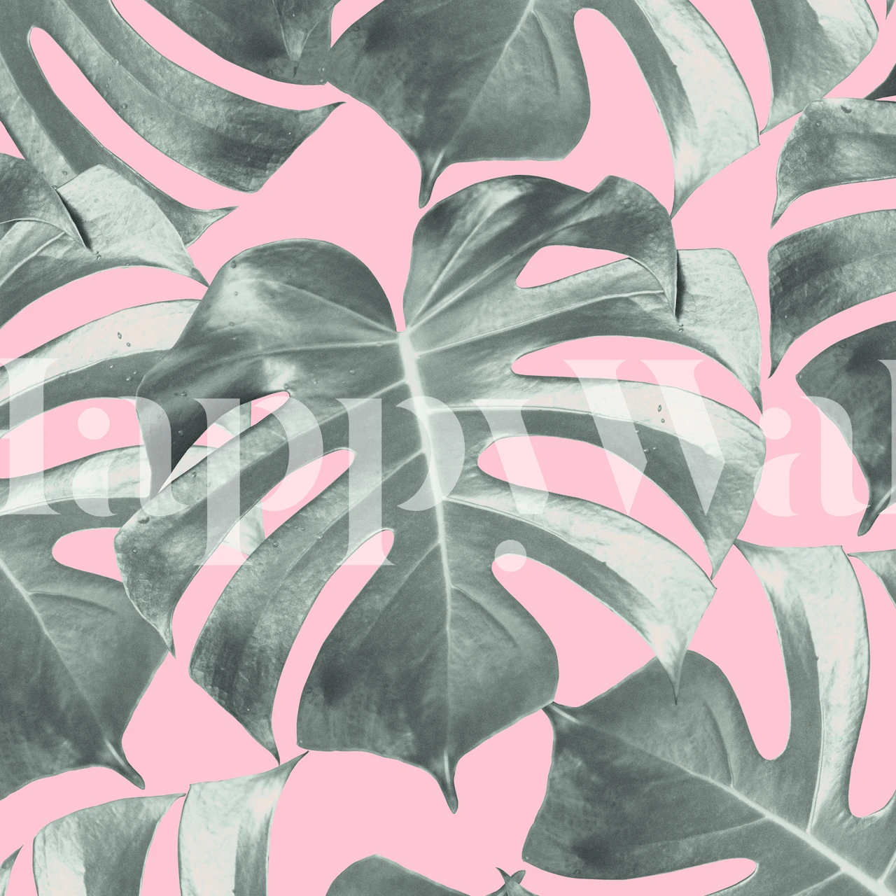 Tropikalna fototapeta z liśćmi Monstera z motywem zielonych liści