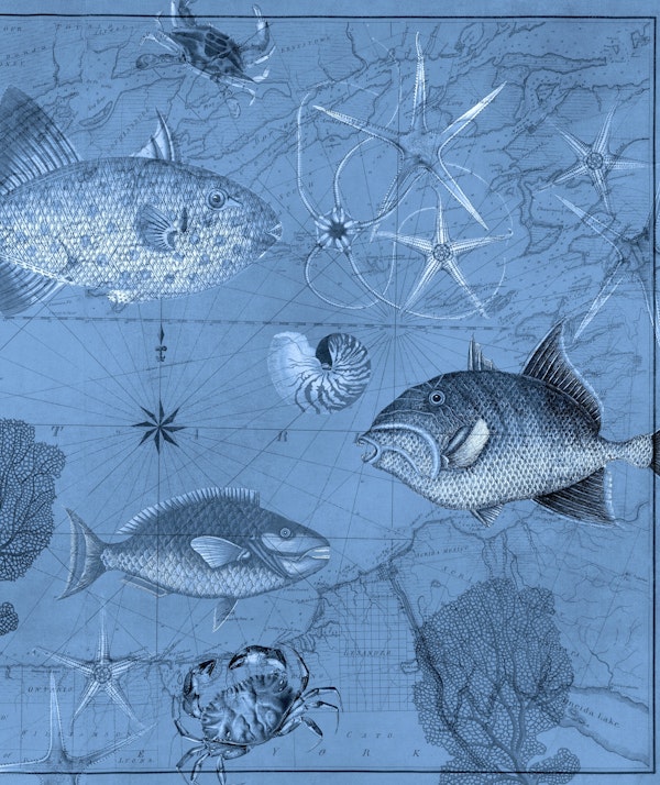 Marine Life Underwater Vintage