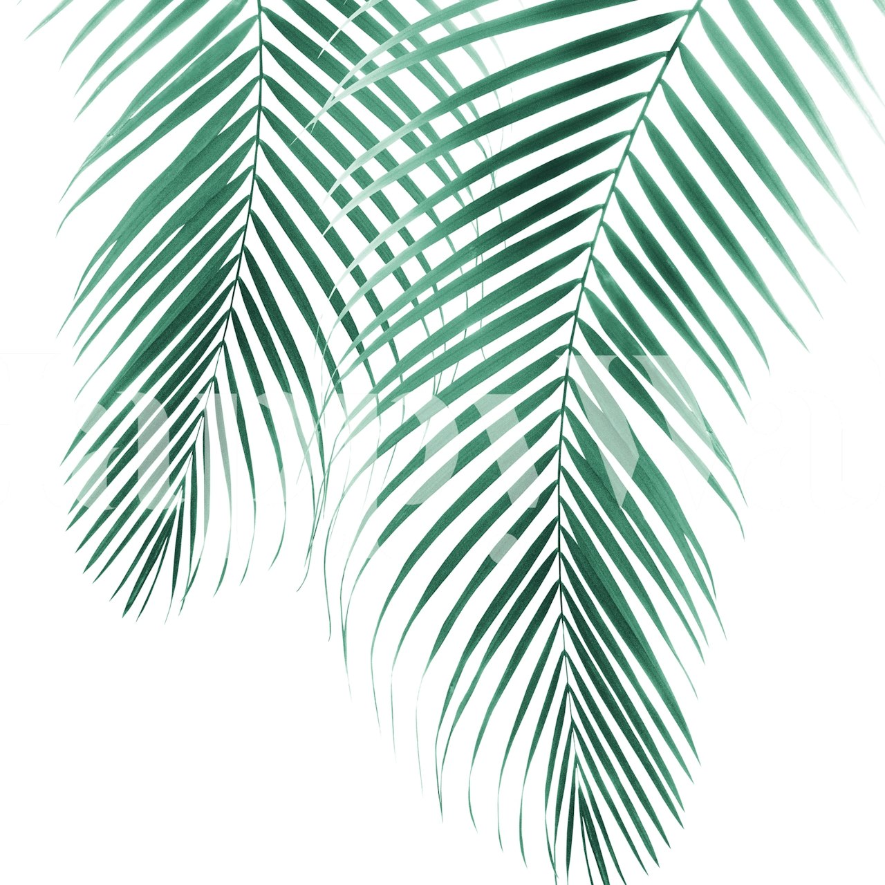 Summer palm leaves wallpaper in a room
