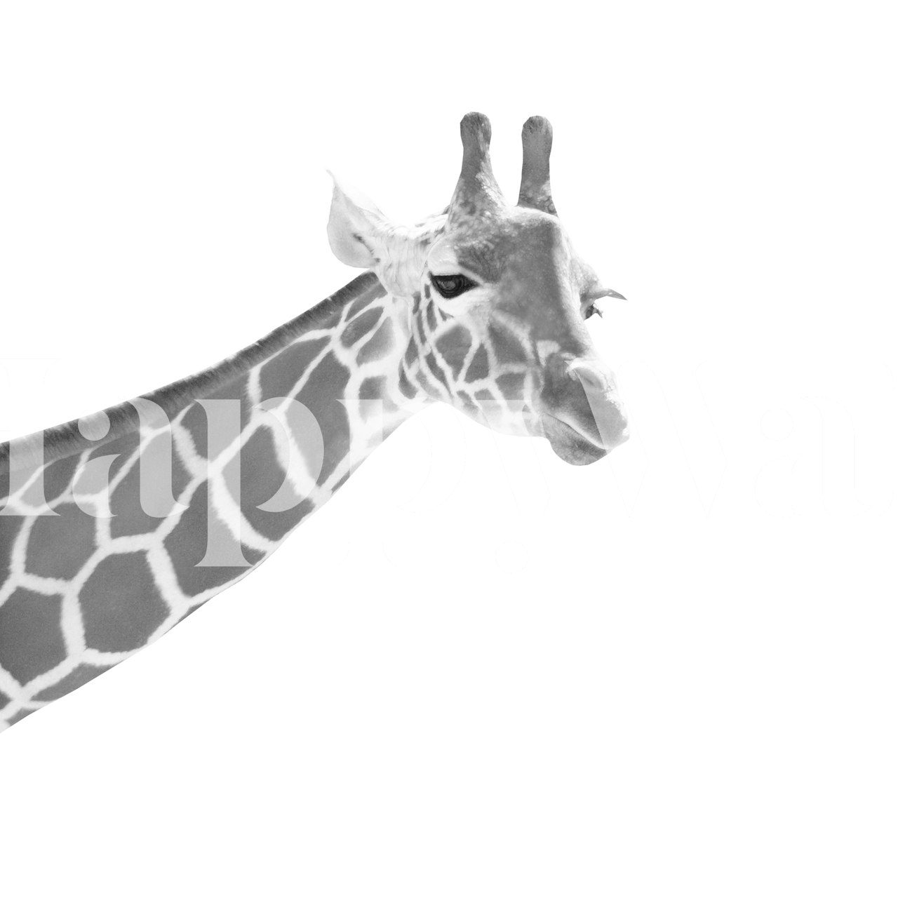 Giraffe schwarz-weiß Tapete in einem Raum