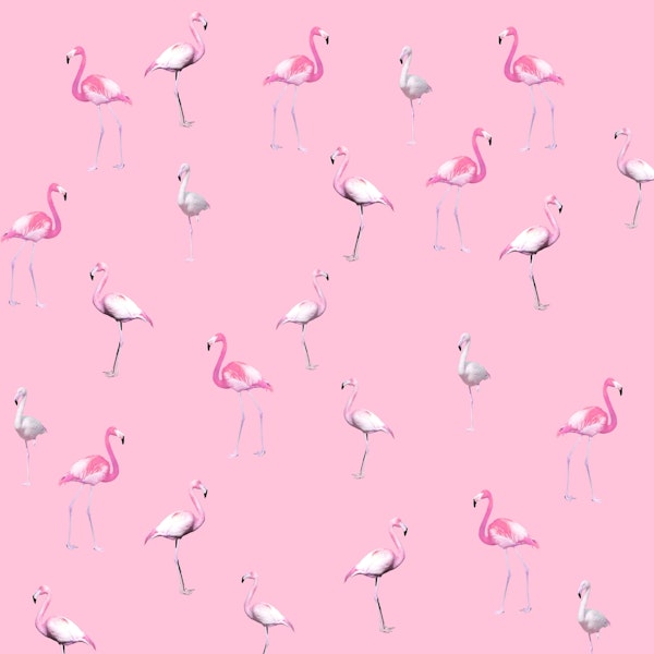 Pink Flamingo Summer 1