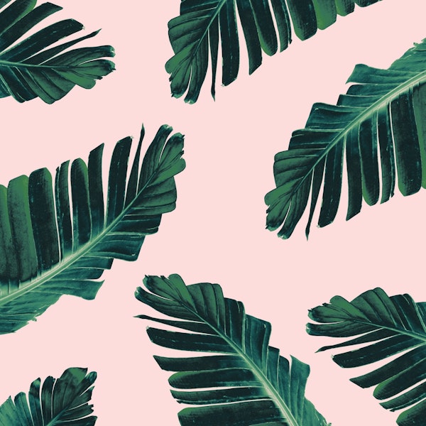 Tropical Blush Banana Leaves 3