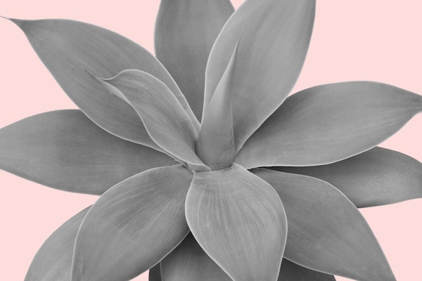 Gray Blush Agave Romance 1