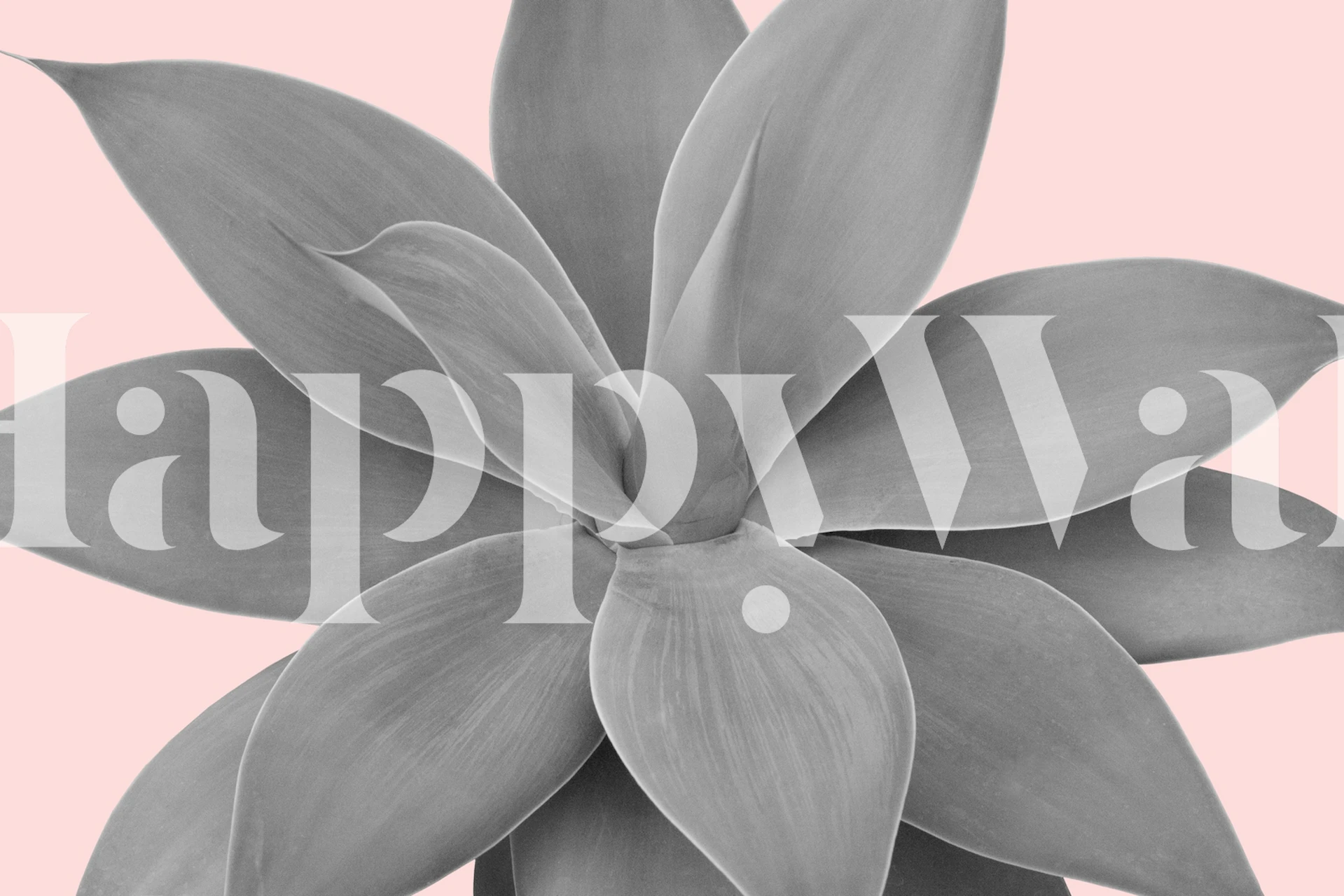 Gray agave plant silhouette on a pink background wall mural