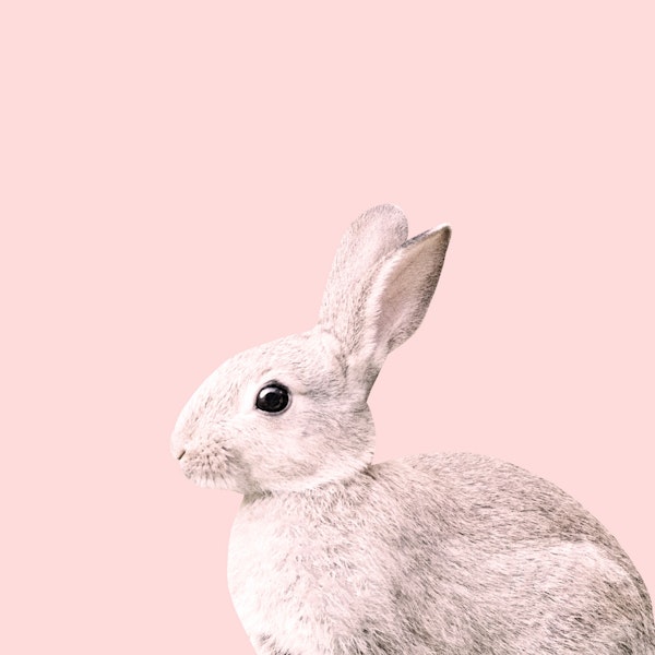 Blush Baby Bunny 1