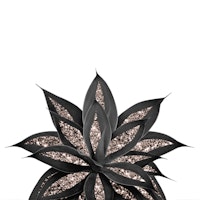 Gray Black Agave Rose Gold 2 ταπετσαρία