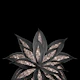Gray Black Agave Rose 1