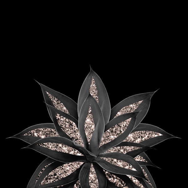 Gray Black Agave Rose 1