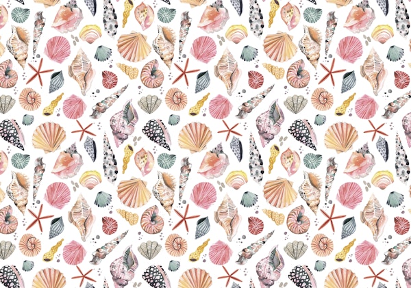 Seashells Mediterranean Ocean