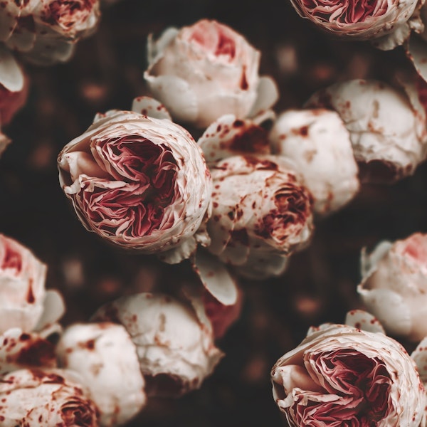 Flowers Pink and White Roses