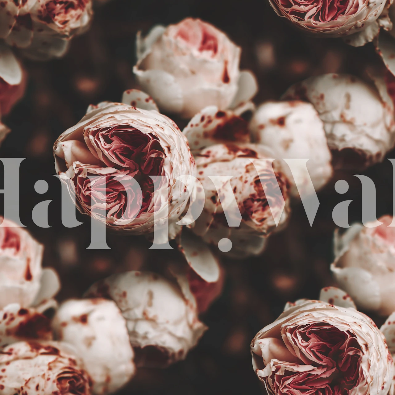 Pink and white roses wallpaper design in a room