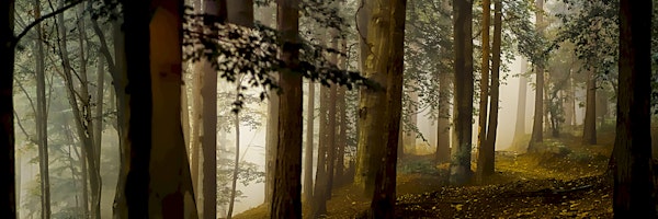 Foggy Forest Morning