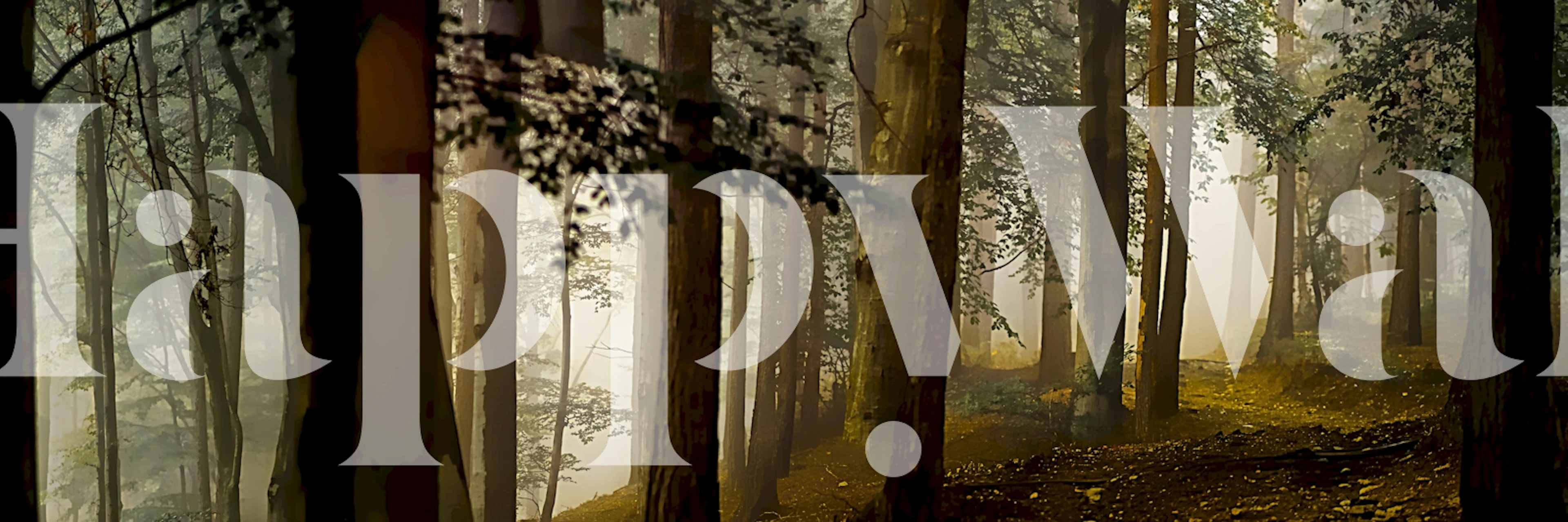 Behang Foggy Forest Morning in een kamer