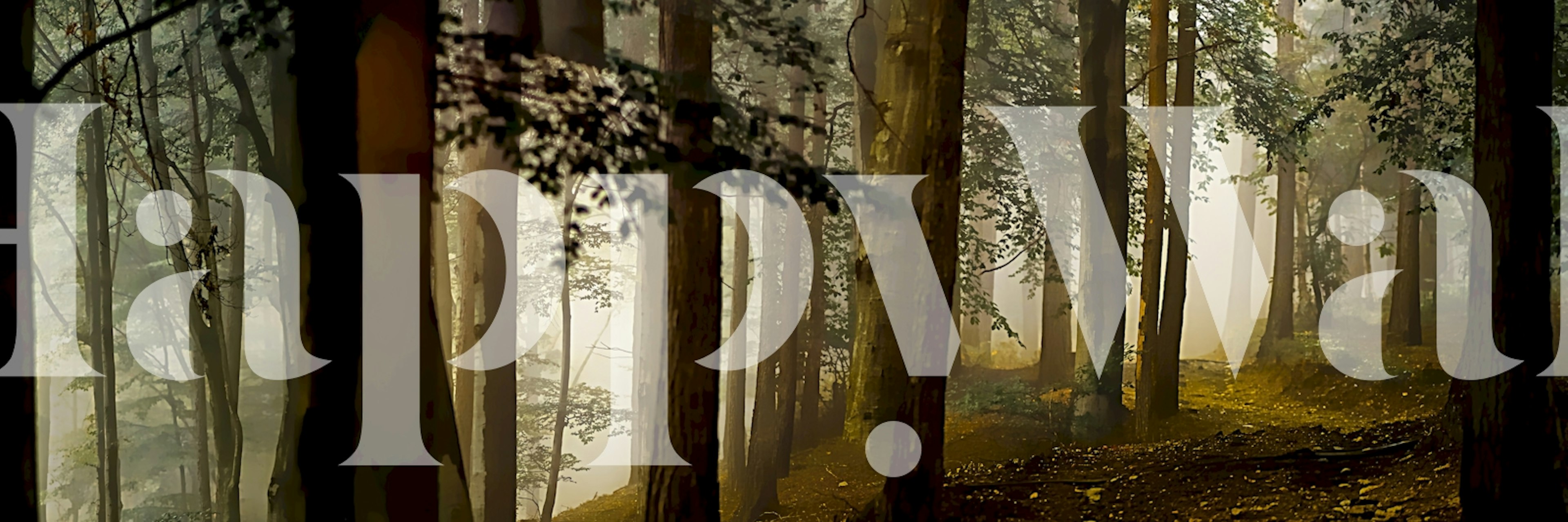 Foggy Forest Morning tapet i ett rum