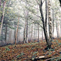 Birchwood Forest tapet