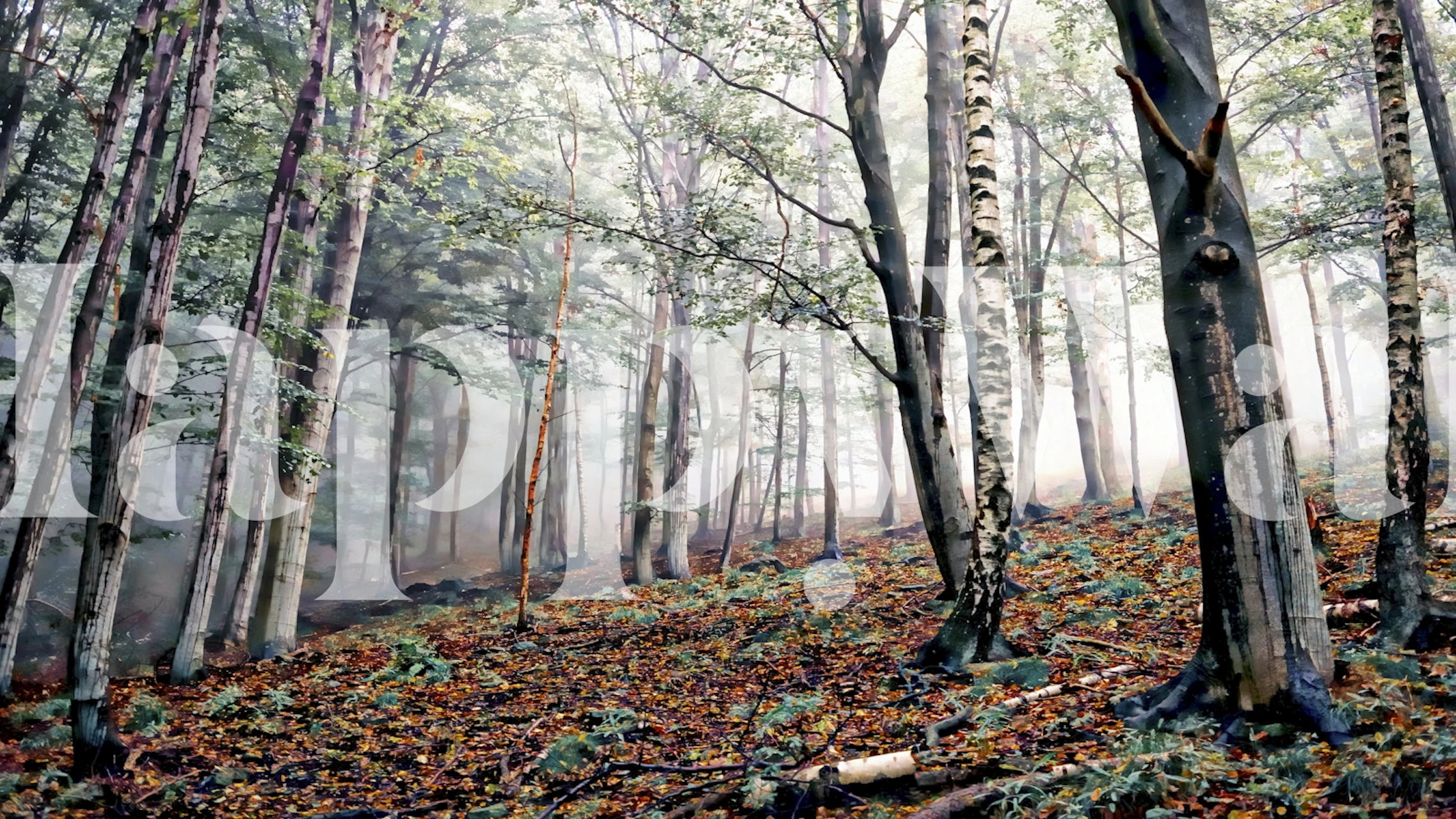 Papel de parede Birchwood Forest em um quarto